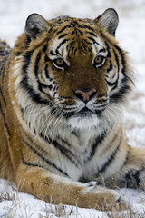 Siberian tiger, Panthera tigris altaica