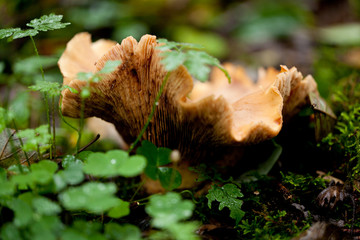 braune weisse pilze im moss wald walpilze natur closeup