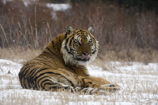 Siberian tiger, Panthera tigris altaica