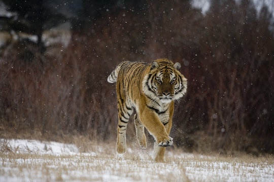 Siberian tiger, Panthera tigris altaica