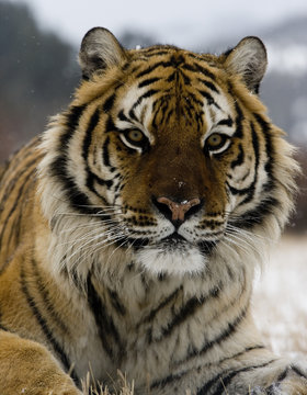 Siberian tiger, Panthera tigris altaica