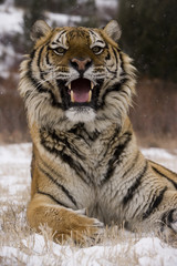 Siberian tiger, Panthera tigris altaica