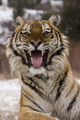 Fototapeta premium Siberian tiger, Panthera tigris altaica