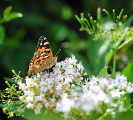 Painted Lady butterfly (vanessa cardui) on white flowers