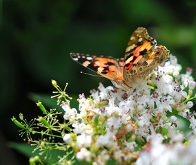Painted Lady butterfly (vanessa cardui) on white flowers