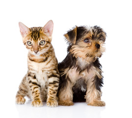 little kitten and puppy together. isolated on white background