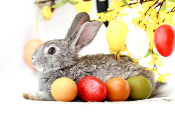 Gray rabbit