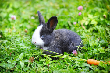 Funny baby rabbit with a carrot in grass