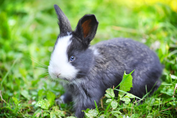 Funny baby rabbit in grass