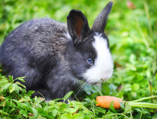 Funny baby rabbit with a carrot in grass
