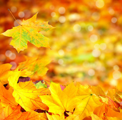 Autumn background with maple leaves. With copy space