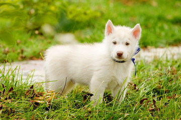 Siberian Husky puppy on grass