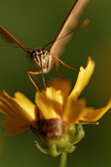 Orange butterfly