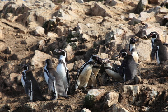 Pinguine auf Islas Ballestas