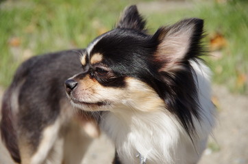 nice chihuahua of fine day