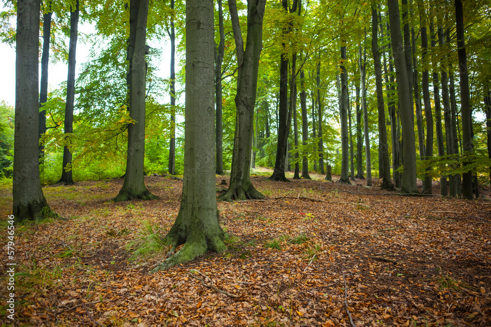 Poster Tree trunks in the forest