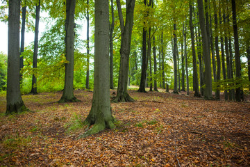 Tree trunks in the forest