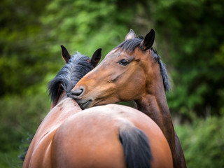 Two twin 6 year old bay horses cleaning each other