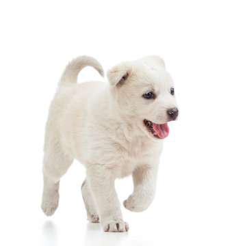running puppy dog isolated on white