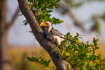 Southern Yellow-billed Hornbill in Botswana