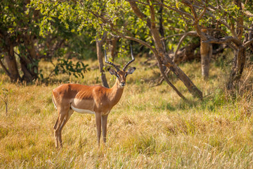 Impala male in reserve of Botswana