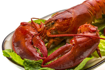 Large Lobster