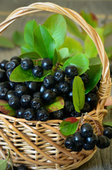 Black chokeberry in the basket