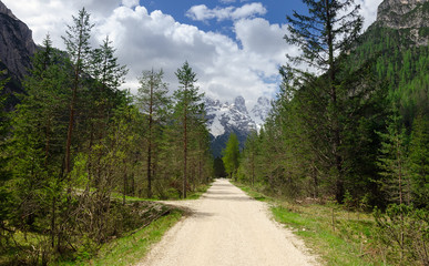 Forest path leading to Monte Cristallo