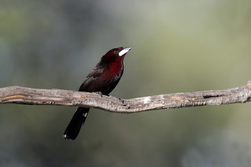 Silver-beaked tanager, Ramphocelus carbo