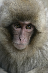 Fototapeta premium Snow monkey or Japanese macaque