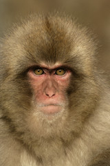 Snow monkey or Japanese macaque
