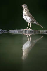 Song thrush, Turdus philomelos
