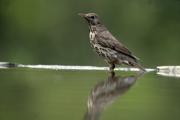 Song thrush, Turdus philomelos