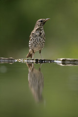 Song thrush, Turdus philomelos