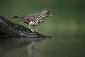 Song thrush, Turdus philomelos
