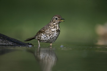 Fototapeta premium Song thrush, Turdus philomelos