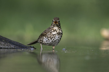 Song thrush, Turdus philomelos