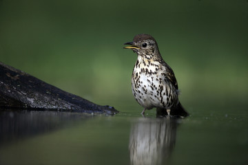 Song thrush, Turdus philomelos