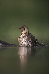 Song thrush, Turdus philomelos