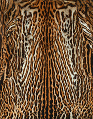 beautiful leopard skin
