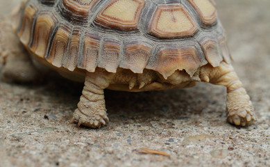 African Spurred Tortoise (Sulcata)