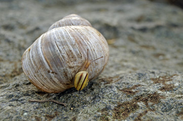 little snail and big shell (3)