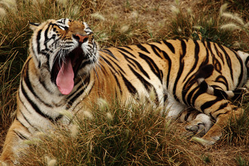 tiger resting
