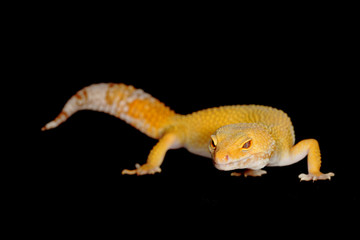 leopard gecko