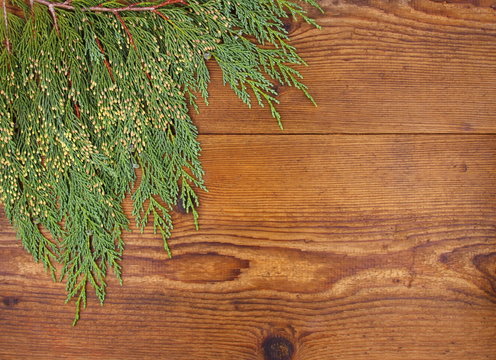 Thuja branch on wood background