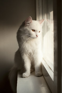 White Persian Cat On Window Sill