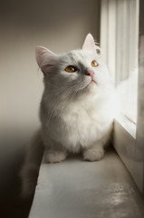 Fototapeta premium White Persian cat