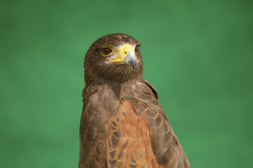 Rapace