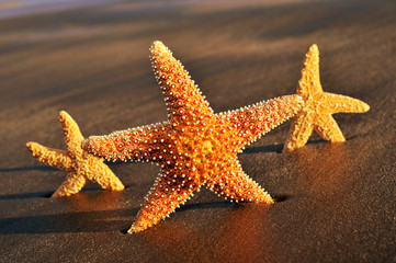 starfishes on the sand of a beach