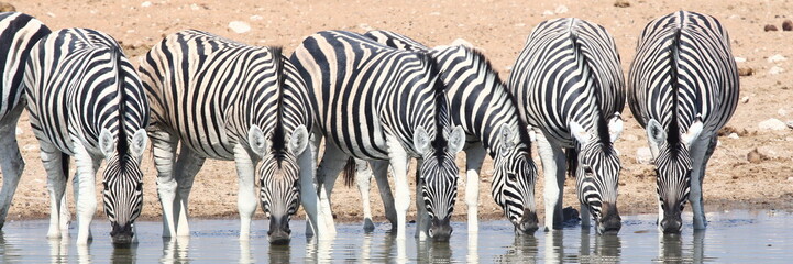 Fototapeta na wymiar Stado zebr w wodopoju